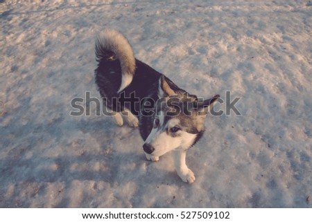Puppy of alaskan malamute on a training ground in winter. Toned.