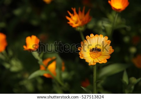 wasp top on the blossom of calendula flower close up selective focus blured background