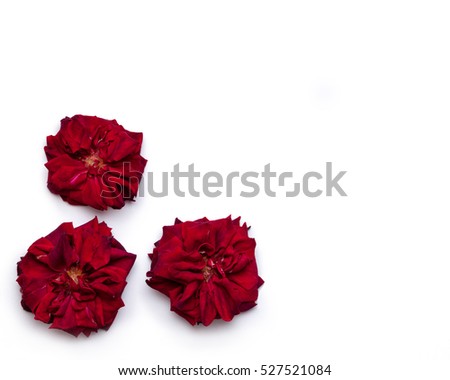Big red rose flowers  on white background