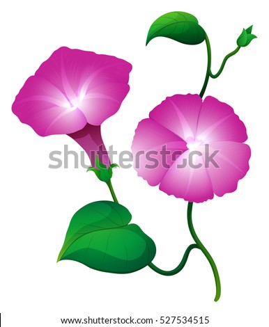 Two morning glory flower in pink color illustration