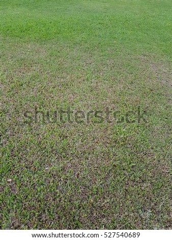 Green grass texture abstract background