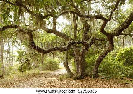 Scrub Oak or Live Oak Shading Lakeside Path Royalty-Free Stock Photo #52756366