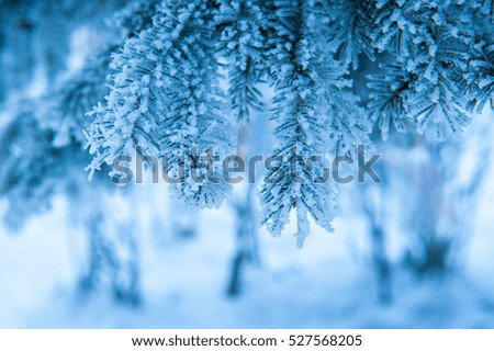 beautiful snow-covered branches of spruce trees in Winter Park