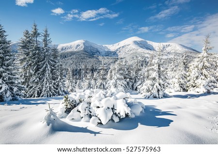 Great white spruces glowing by sunlight. Magnificent and gorgeous wintry scene. Location place Carpathian national park, Ukraine, Europe. Alps ski resort. Beauty world. Blue toning. Happy New Year!
