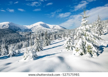 Great white spruces glowing by sunlight. Magnificent and gorgeous wintry scene. Location place Carpathian national park, Ukraine, Europe. Alps ski resort. Beauty world. Blue toning. Happy New Year!