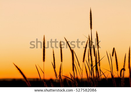 Silhouette of grass flower in sunset