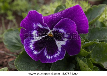 beautiful Pansy flower in garden
