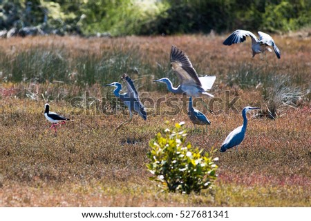 Birds flying in New Zealand