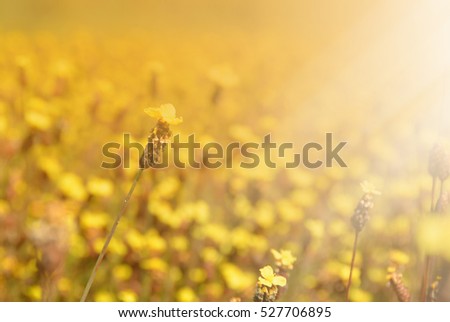 blurred picture flowers for background and wallpaper