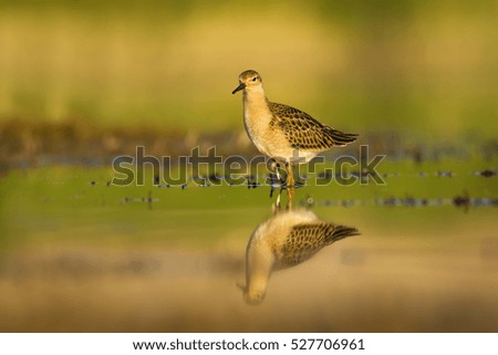 Nature habitat and water bird. Common water bird. Green yellow Nature habitat background. Bird: Ruff. Philomachus pugnax.