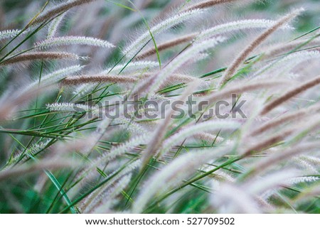 Blurred flowers grass in the morning