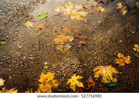 
a pool of autumn leaves
