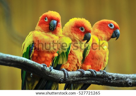 Beautiful parrot, Sun Conure on tree branch. Royalty-Free Stock Photo #527721265
