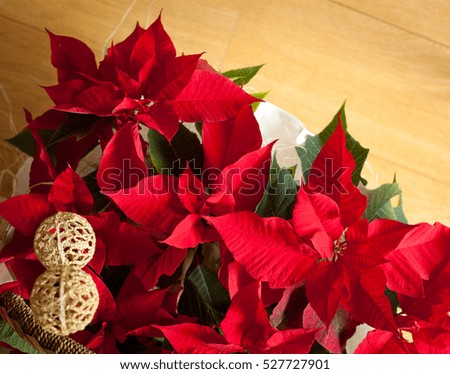 Red poinsettia for Christmas.