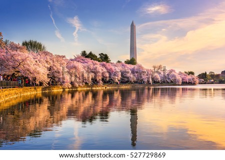 Washington DC, USA at the tidal basin with Washington Monument in spring season. Royalty-Free Stock Photo #527729869