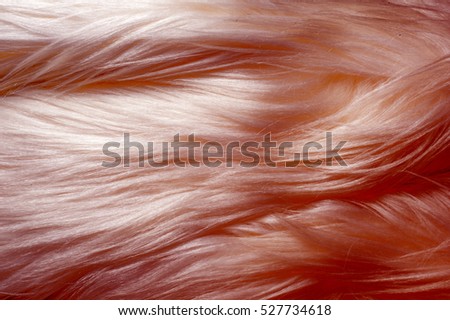 Texture, background, pattern. Fur white yak. a large domesticated wild ox with shaggy hair, humped shoulders, and large horns, 