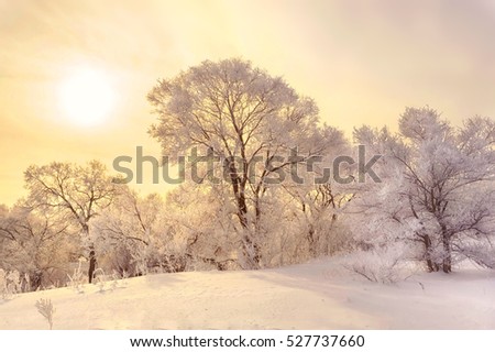 Winter sunrise in the forest. Royalty-Free Stock Photo #527737660