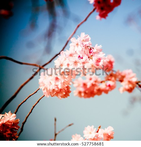 Blue and pink wide background with cherry blossoms. pink spring blossom background. Beautiful Background