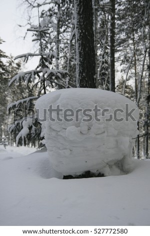 Winter Forest Scene - Snow covered forest scene with selective focus on the stump in the foreground. Sunlight coming through the trees and animal tracks in the snow. Peaceful winter nature scene.