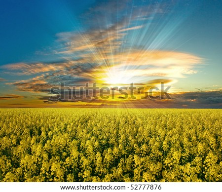 Beautiful colza field in France during a sunset