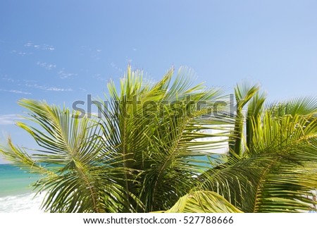 Abstract caribbean palm tree leaves in motion. Colorful leaves in retro style moving in summer wind on tropical beach, ideal for travel blog, design template, magazines. Image with wave filter effect
