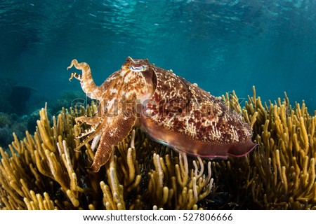 A Broadclub cuttlefish (Sepia latimanus) hovers above a shallow reef in Komodo National Park, Indonesia. This cephalopod species is a master of color change.
