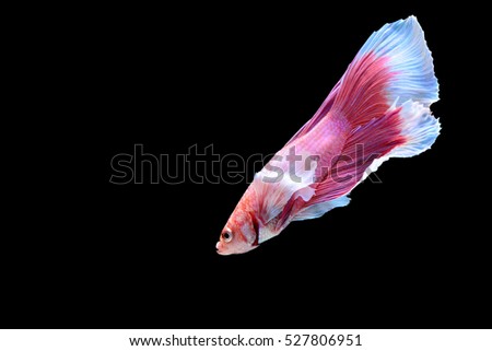 Capture the moving moment of Big Ears siamese fighting fish isolated on black background. Betta fish,Betta splendens,Gifts for Arabs,Thailand Culture be alive,Gifts for Europeans