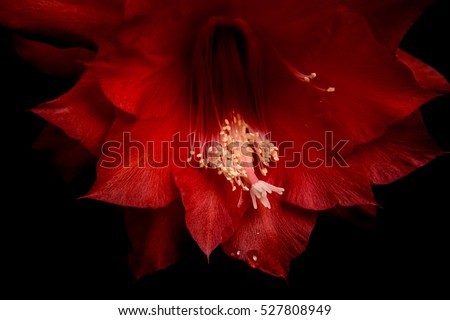 high-quality macro photography red flower of a cactus. Epiphyllum cactus