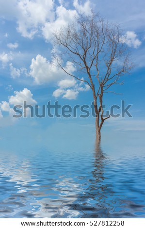 Tree without leaves against the  sky with flood effect for background.