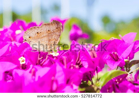 The butterfly and flowers , Butterfly garden bougainvillea flower