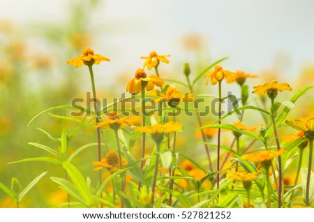 Yellow cosmos Flower field