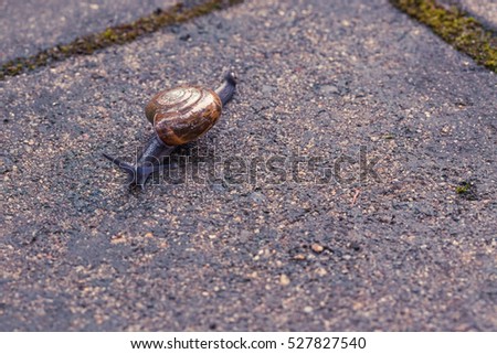 A snail crawling on the concrete block.