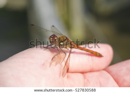 Dragon fly resting on someone's hand