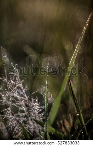 Heavily dewed grass and seed fluff with bokeh highlights