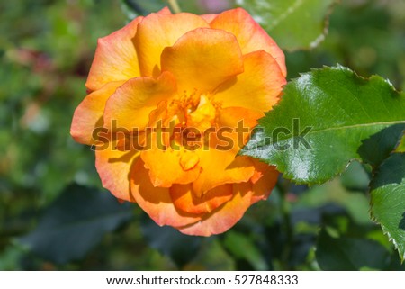 Blooming Indian gold roses in a garden in the afternoon
