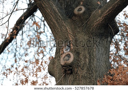 Squirrel sitting on a tree branch to eat