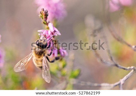 The picture bee pollinates heathers