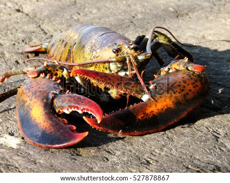 Live lobster with big claws on the beach in Maine. Royalty-Free Stock Photo #527878867