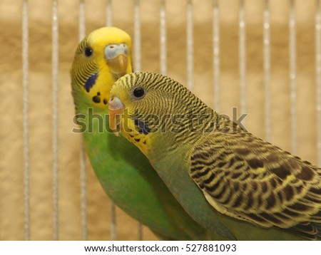Yellow and Green Budgie Parakeets - Macro photograph of two green and yellow budgie parakeets.  Selective focus on parakeet in the foreground. 