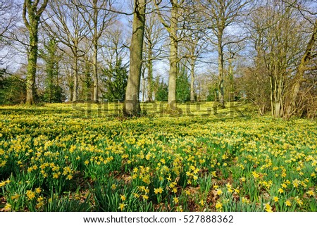 English Oak trees and wild daffodils, Narcissus pseudonarcissus, in spring near Dymock, The Royal Forest of Dean, Gloucestershire, United Kingdom