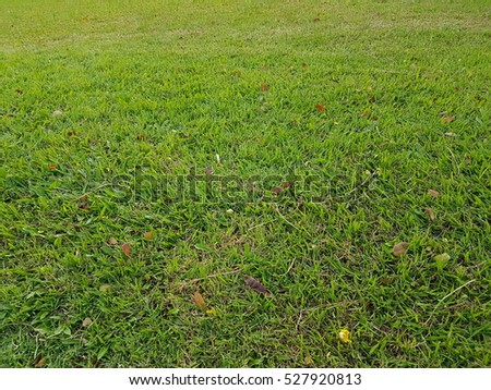 Fresh Green grass texture pattern background