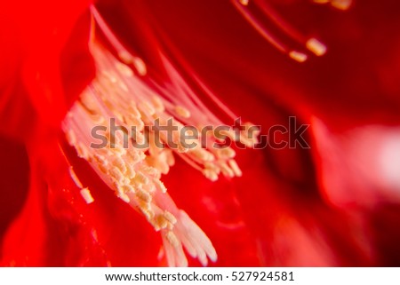 red flower cactus Epiphyllum. Macro 