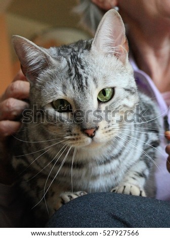 silver tabby cat on lap