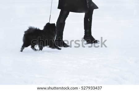 Black dog walking in the winter. Black Pomeranian on white snow plays.Black dog in the frost and snow, closeup of photo.