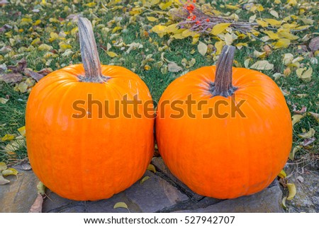 Orange pumpkin in green grass sun bright. Autumn harvest Thanksgiving or Halloween. Beautiful ripe pumpkin closeup on green lawn. Whole pumpkin image for background or banner. 