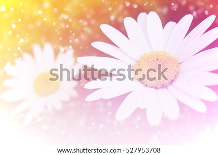 Flower and water spray on pastel filter style background