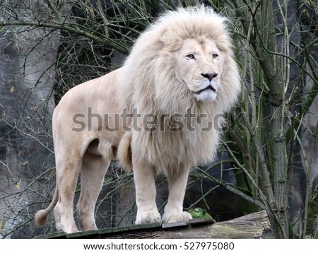 White lion Royalty-Free Stock Photo #527975080