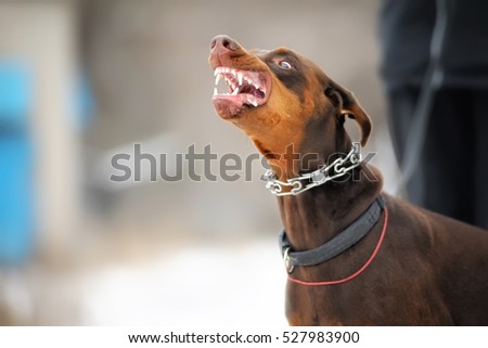 angry dangerous doberman dog protection Royalty-Free Stock Photo #527983900
