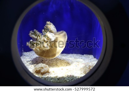 sea jellyfish