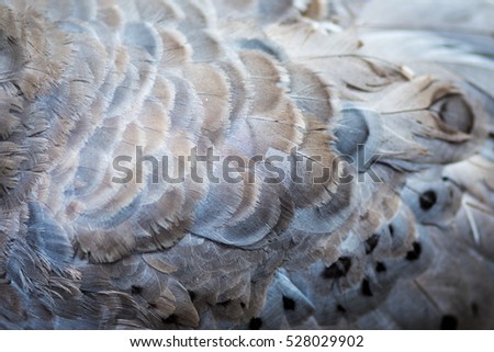 Cape Barren goose plumage background or texture